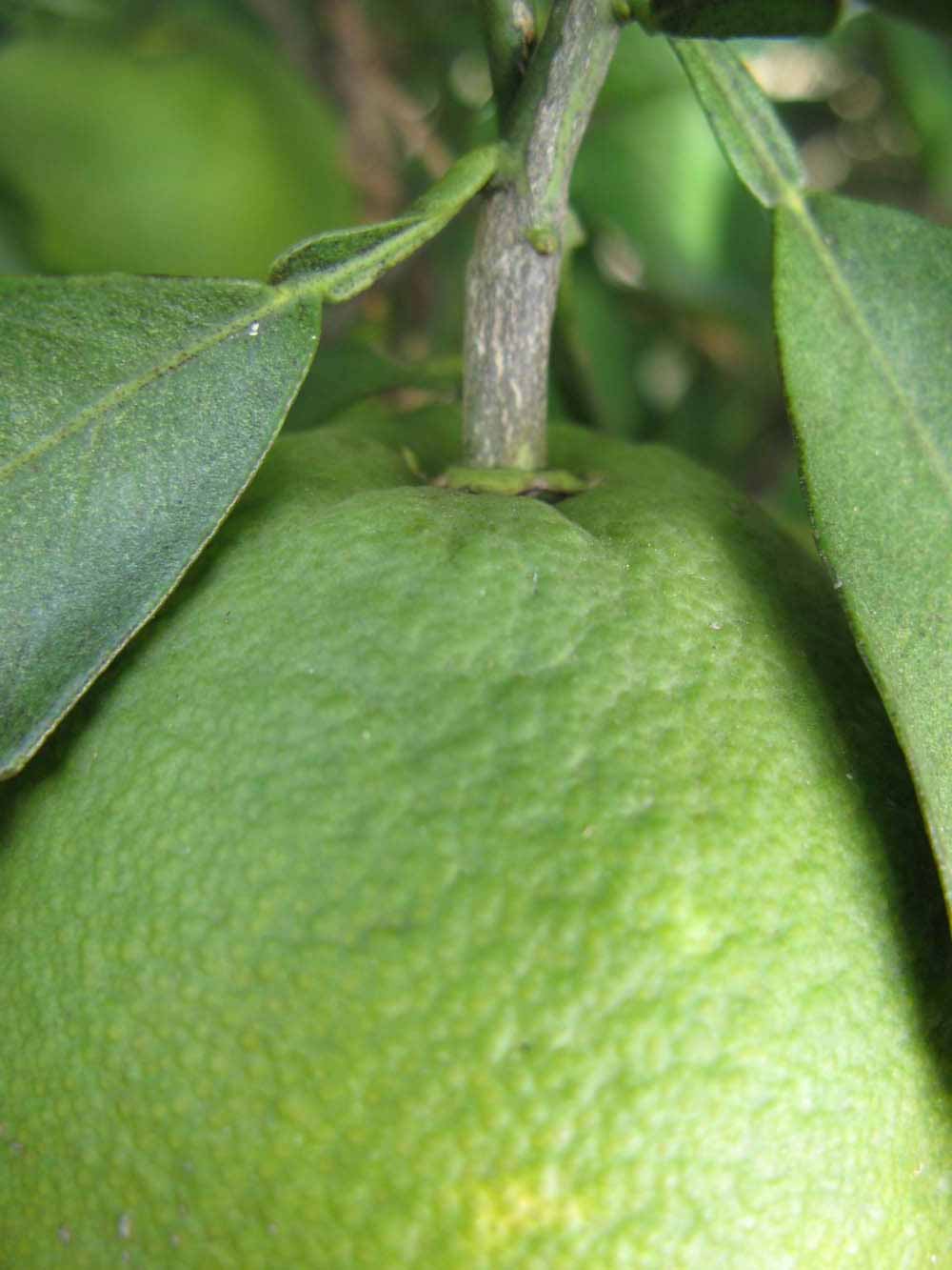              Immature fruit (Winter Haven, FL)       
